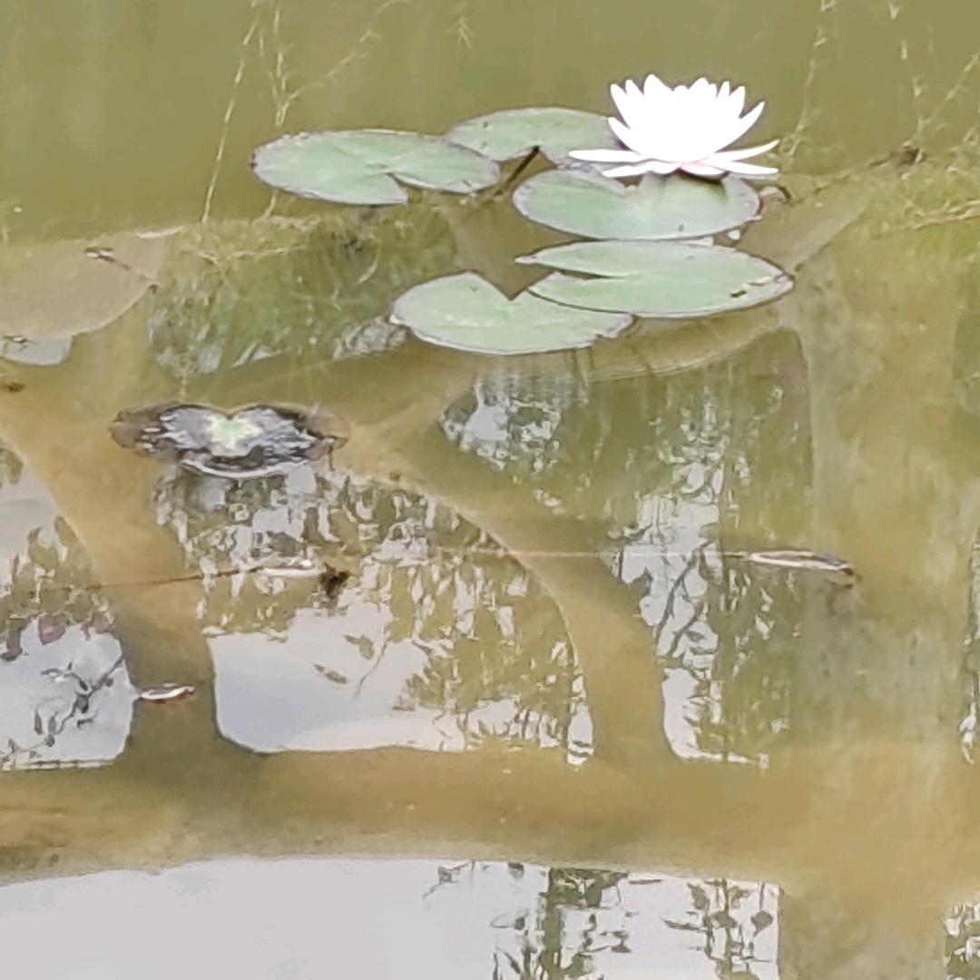 彼岸花
