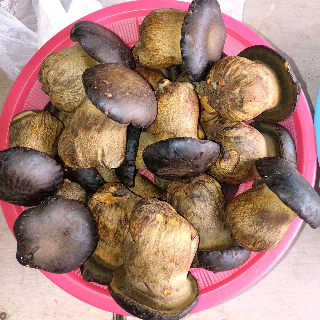 云南加德升菌菇