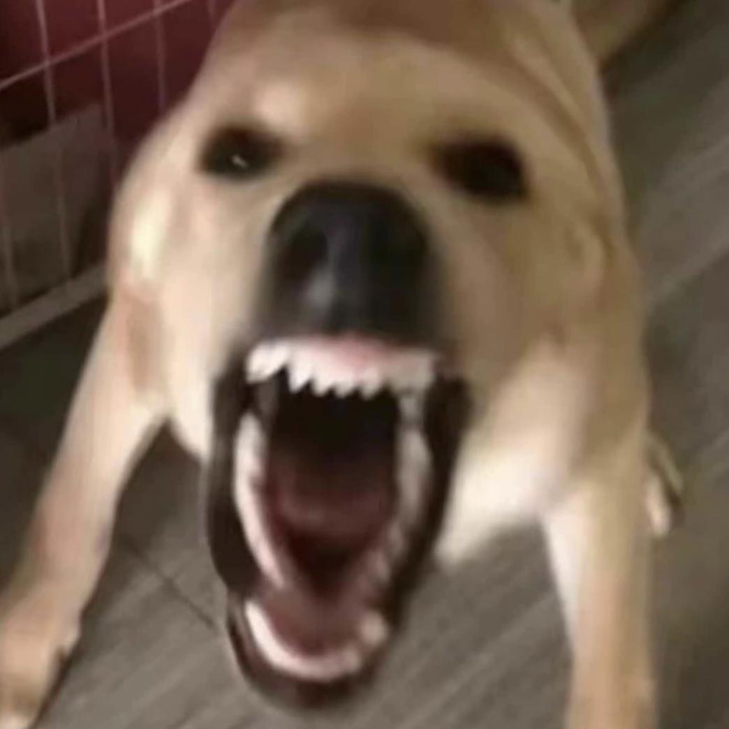 金伣