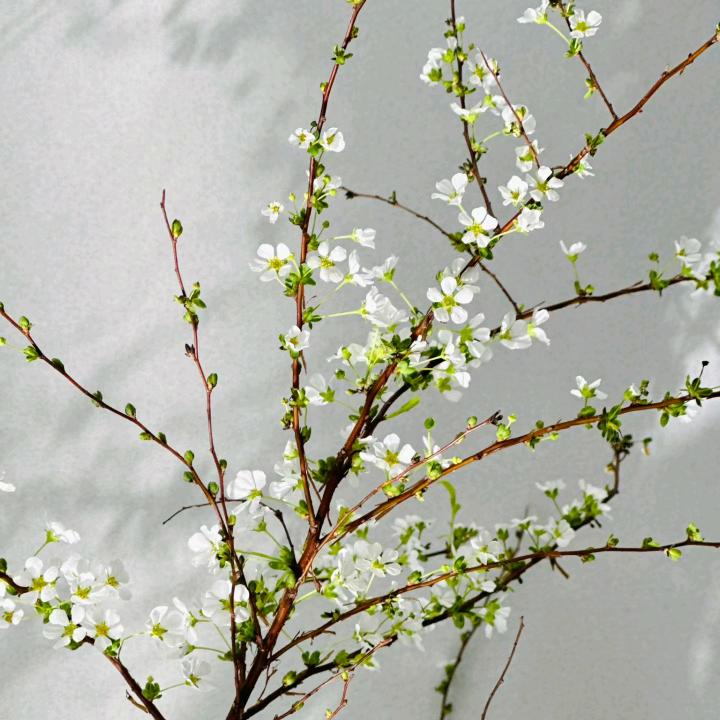 初芽立春花卉种苗种植园