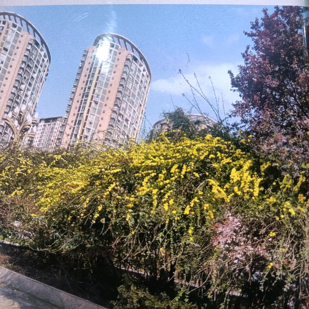小新
