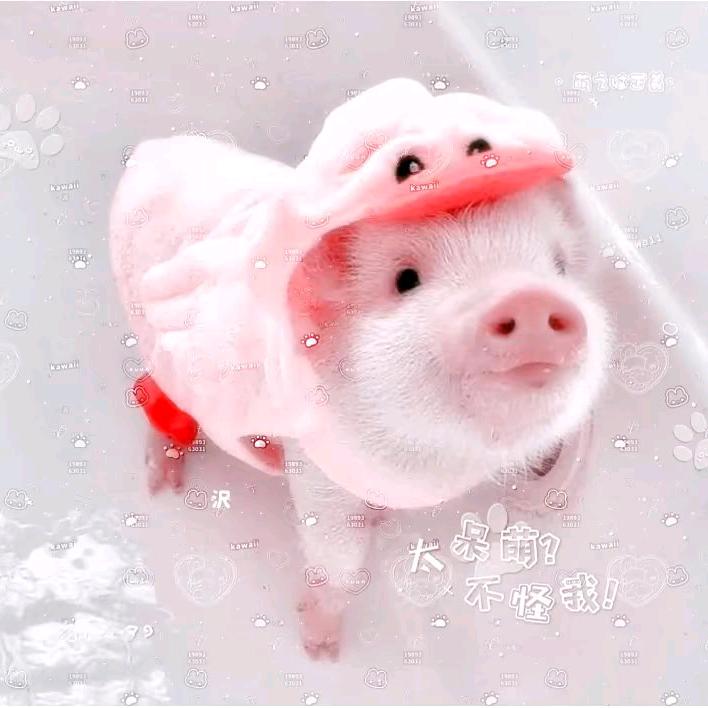 宅猪.