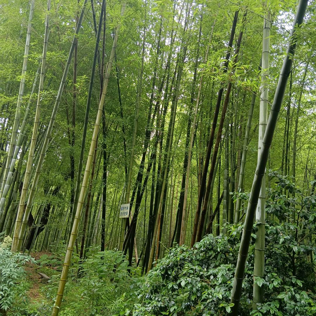 蓝海洋