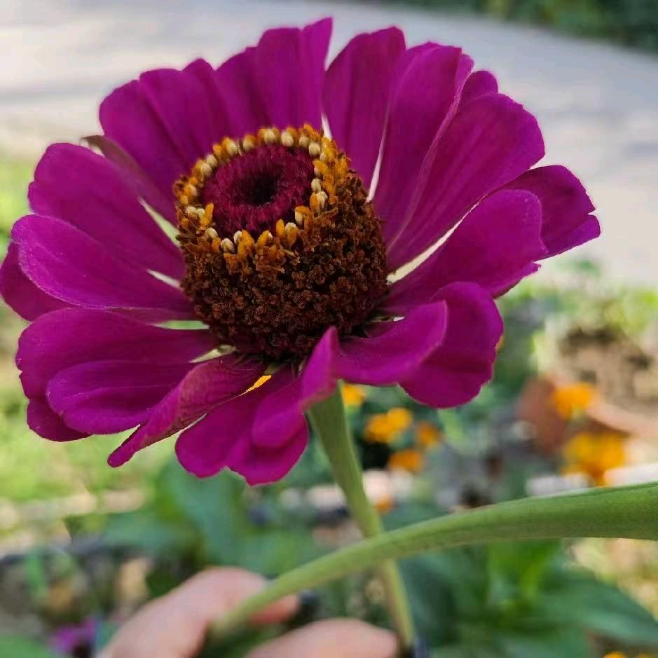 七夕的流萤（生活号）