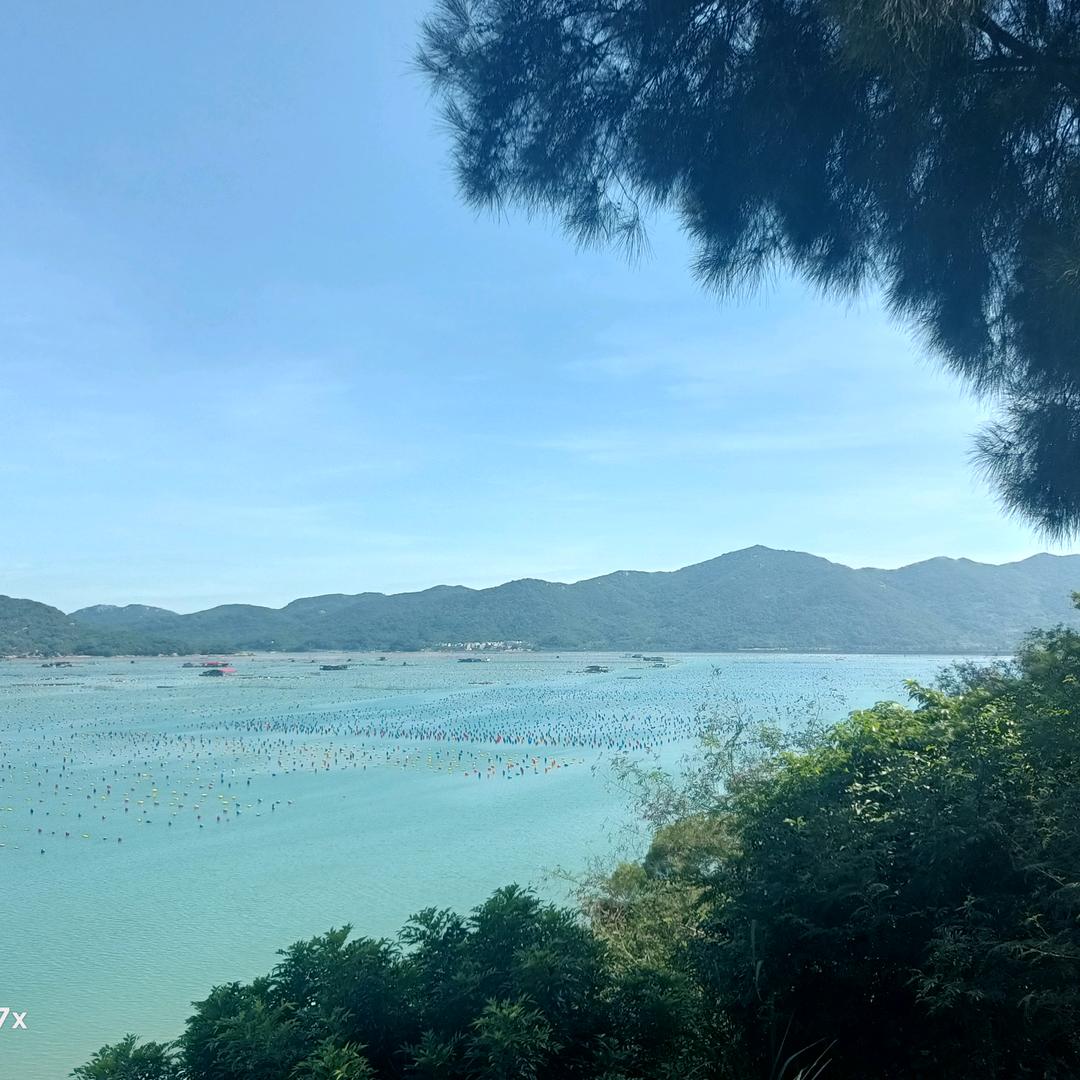 阳光明媚的玫瑰花