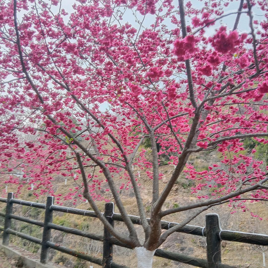 赵