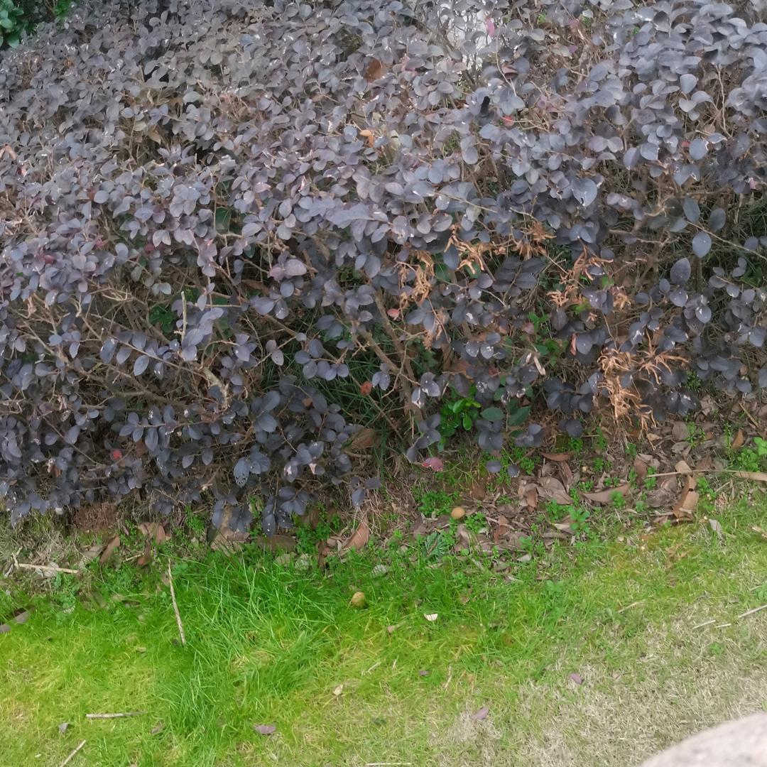 芙蓉花