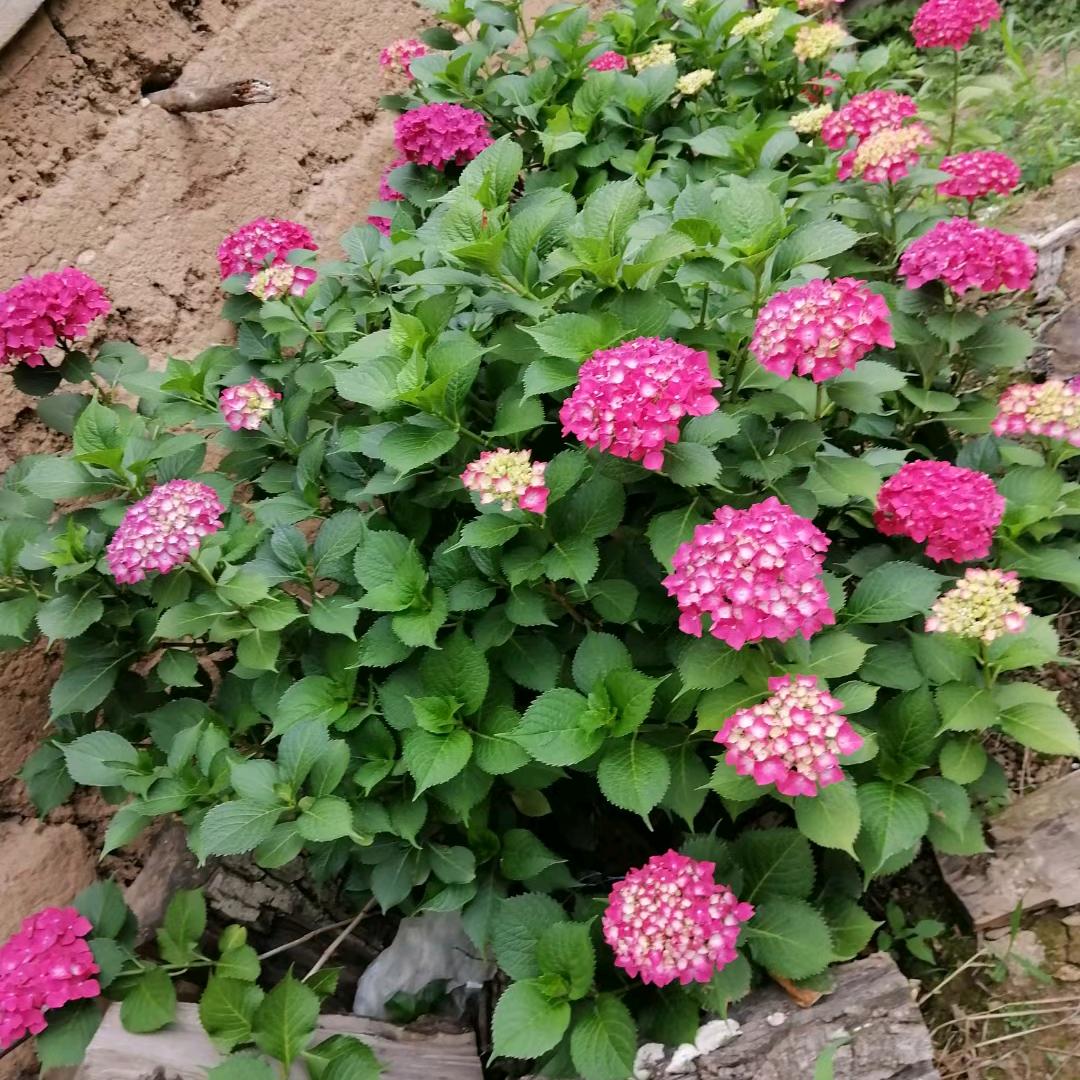 春暖花开