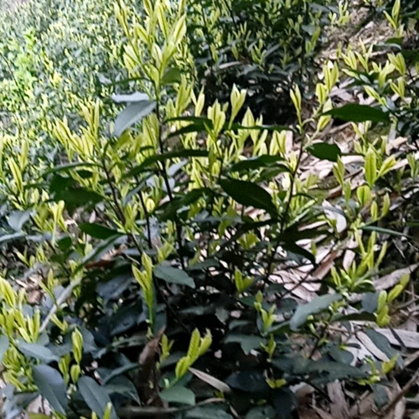 高忠秀