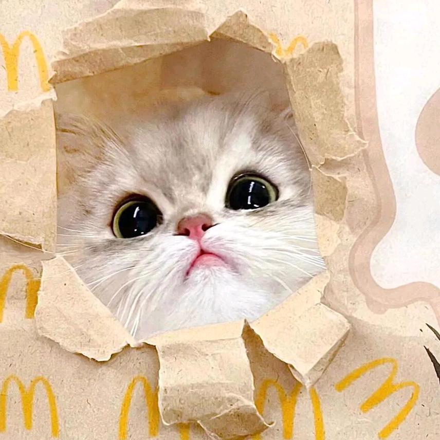小猫不睡觉
