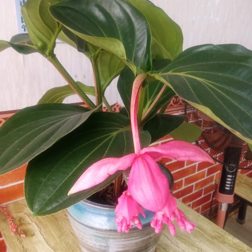 余生✿✿ヽ(°▽°)ノ✿)随心