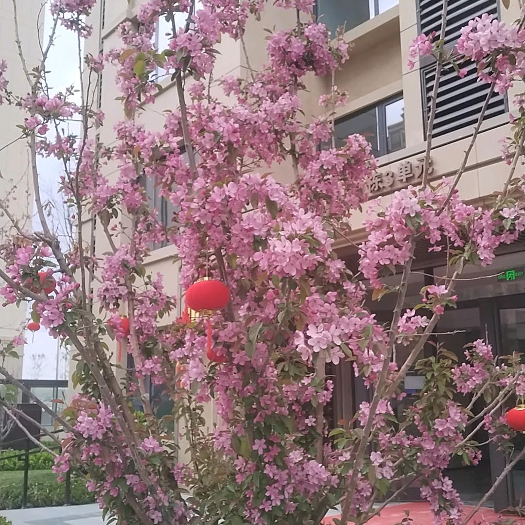 心若向阳无谓悲伤