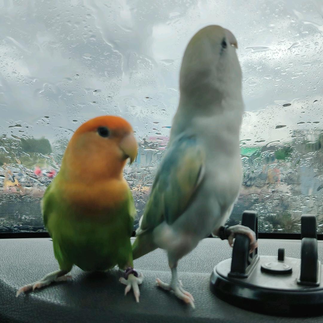 一只好宝宝🦜