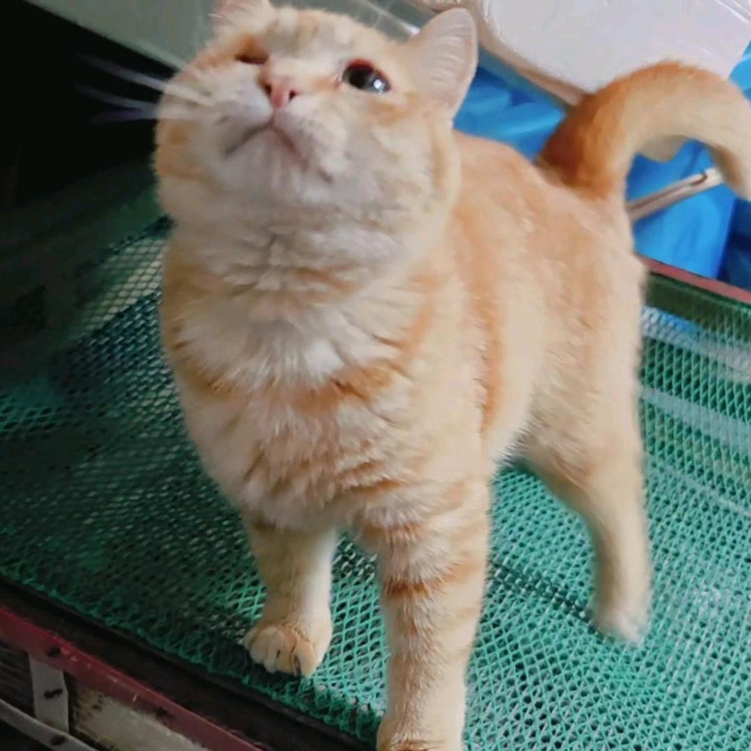 小耄耋呆呆和嘟嘟