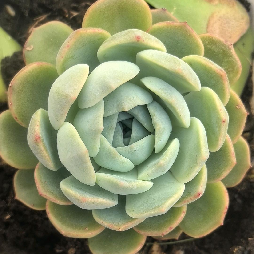 彩虹之巅