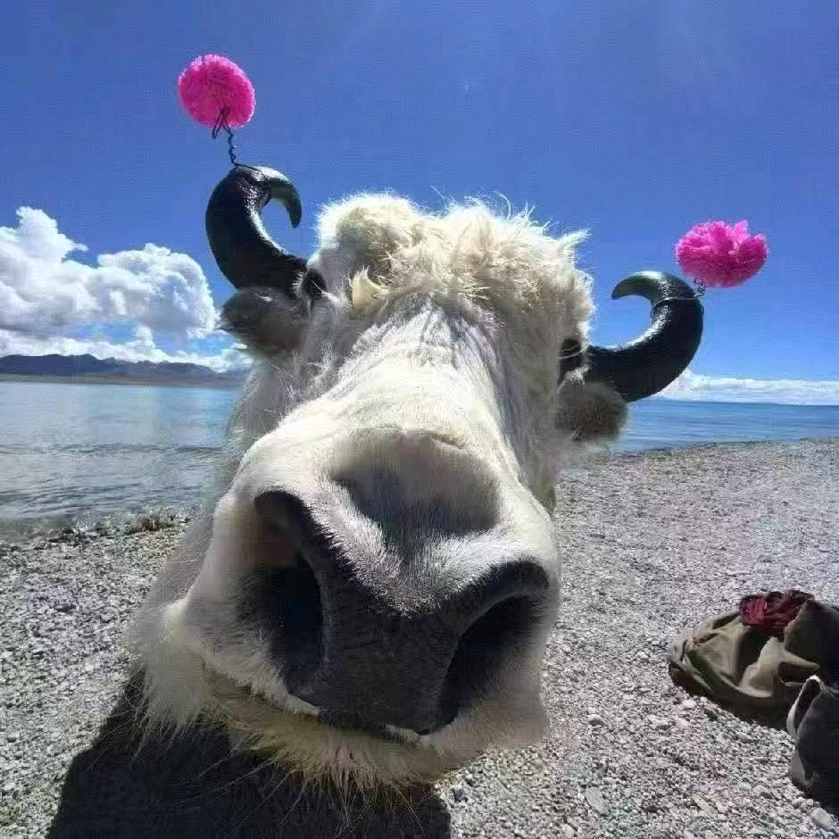 走遍中国 西北~李富贵