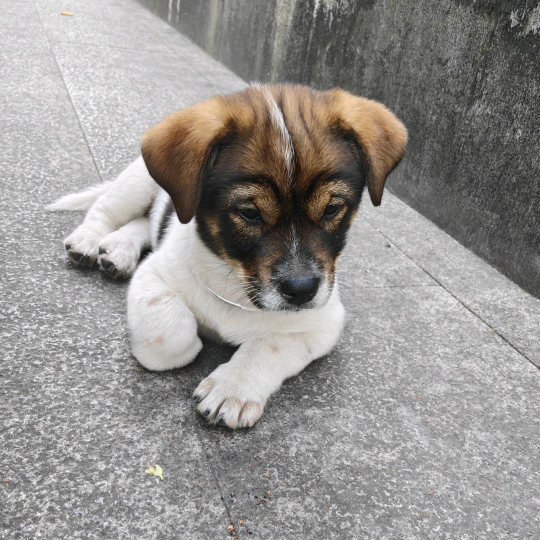 田园犬 旺仔