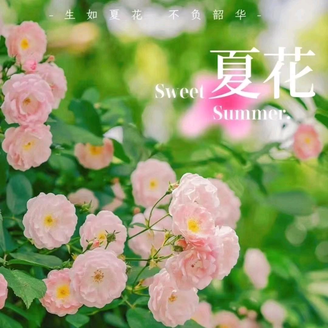 周缨佳