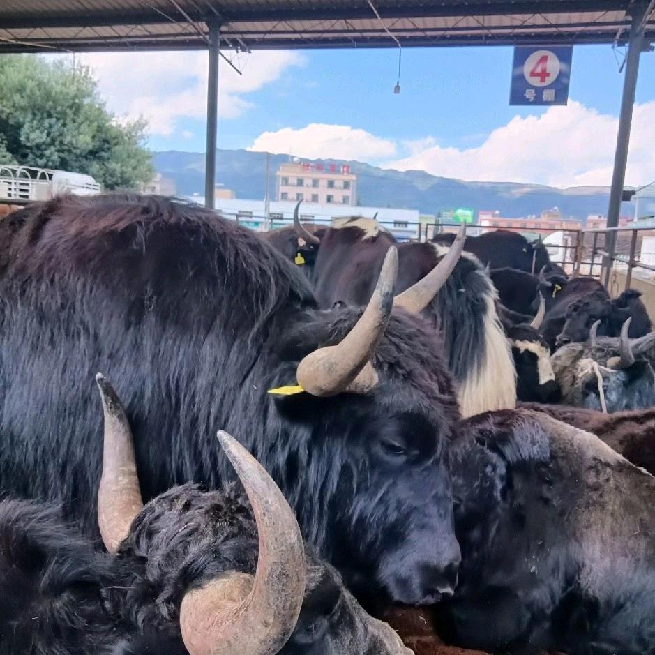 思涛，助农