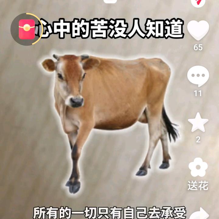 受伤的玫瑰。