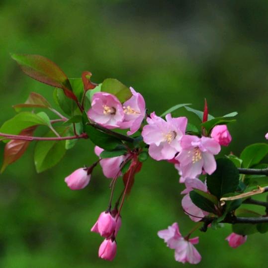 花步雨季