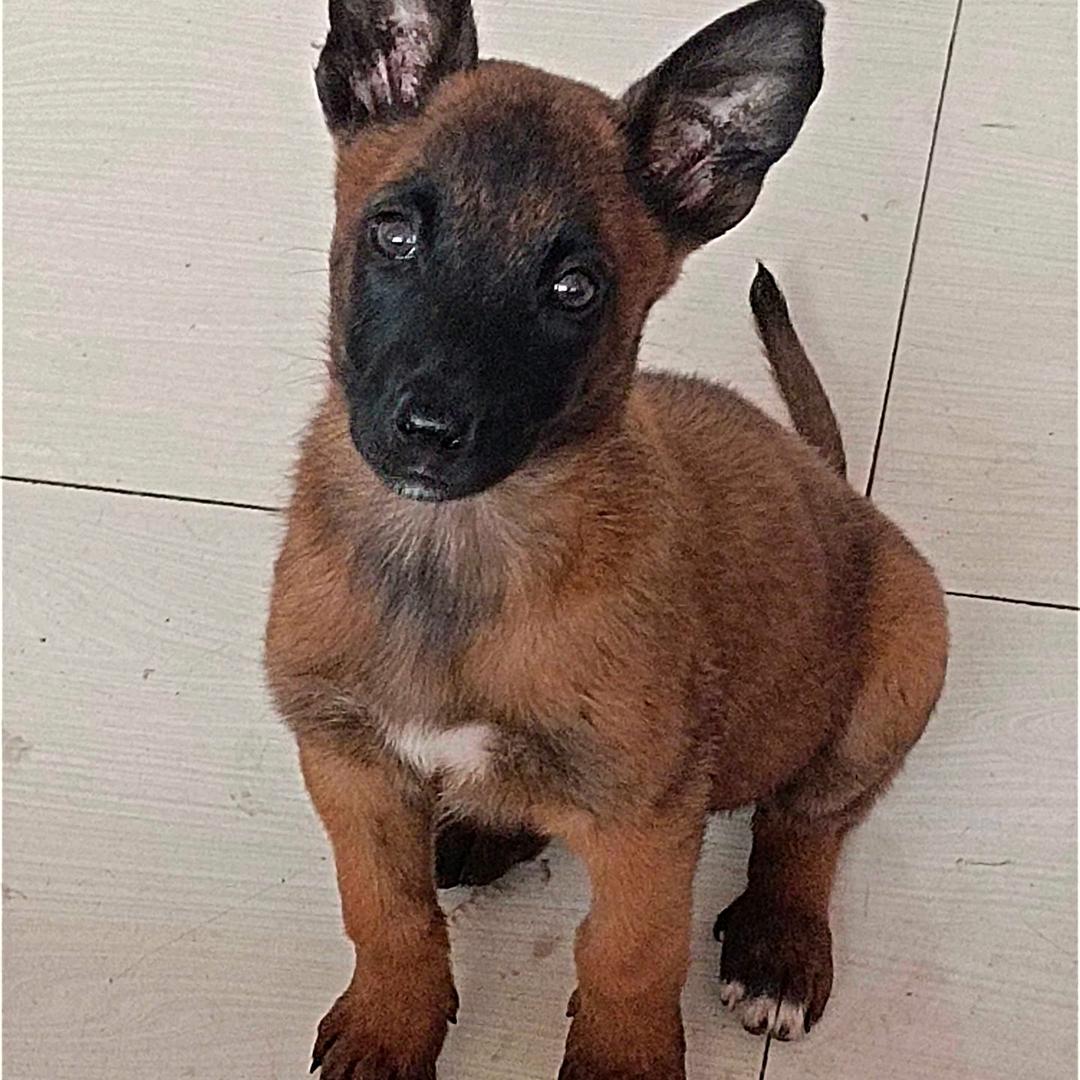 马犬之家