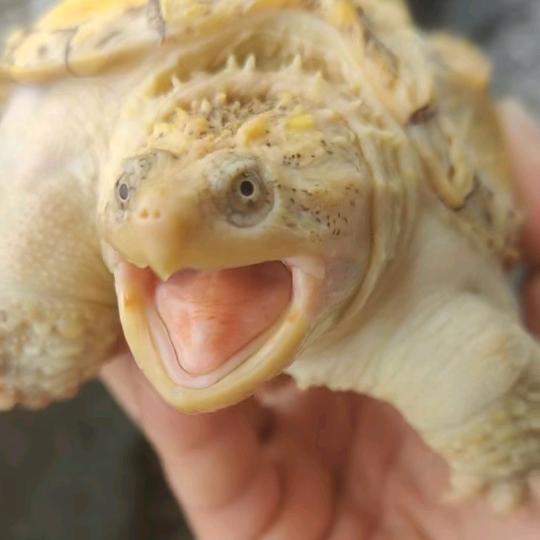 信宜鳄龟养殖（收退坑龟）