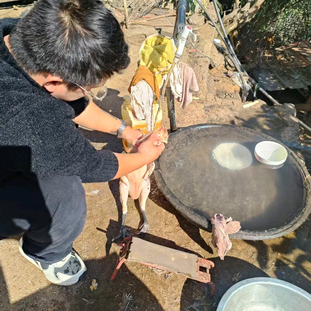 守村人（原生态跑山鸡）