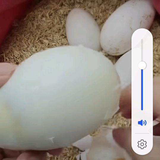 麗䪝