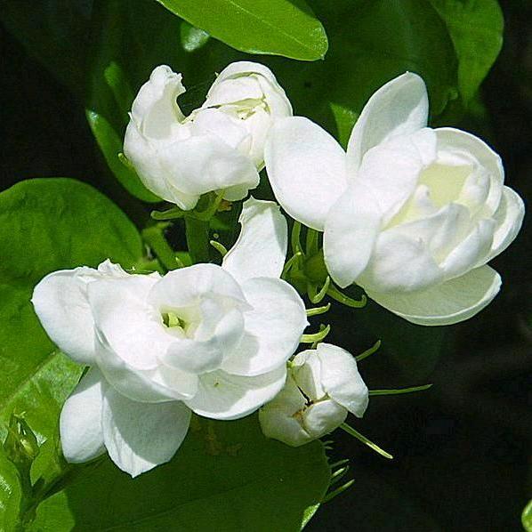 茉 莉