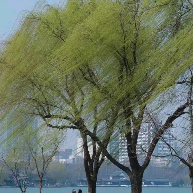 轻杨的柳絮