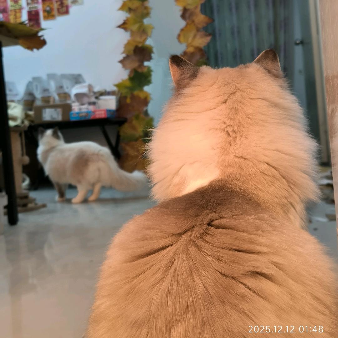 杨晓婷