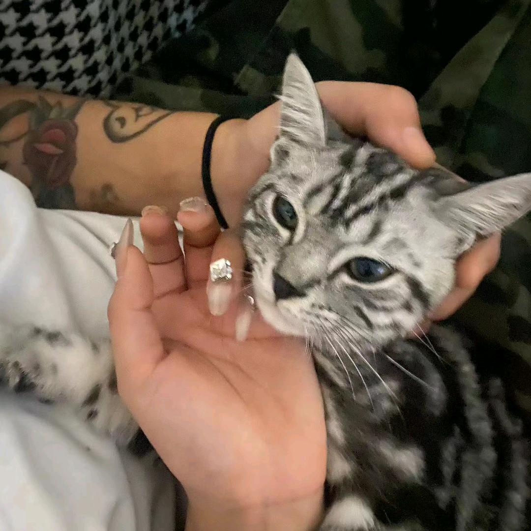 鱼头ink