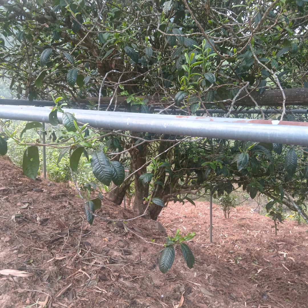 勐库坝糯古树藤条茶园