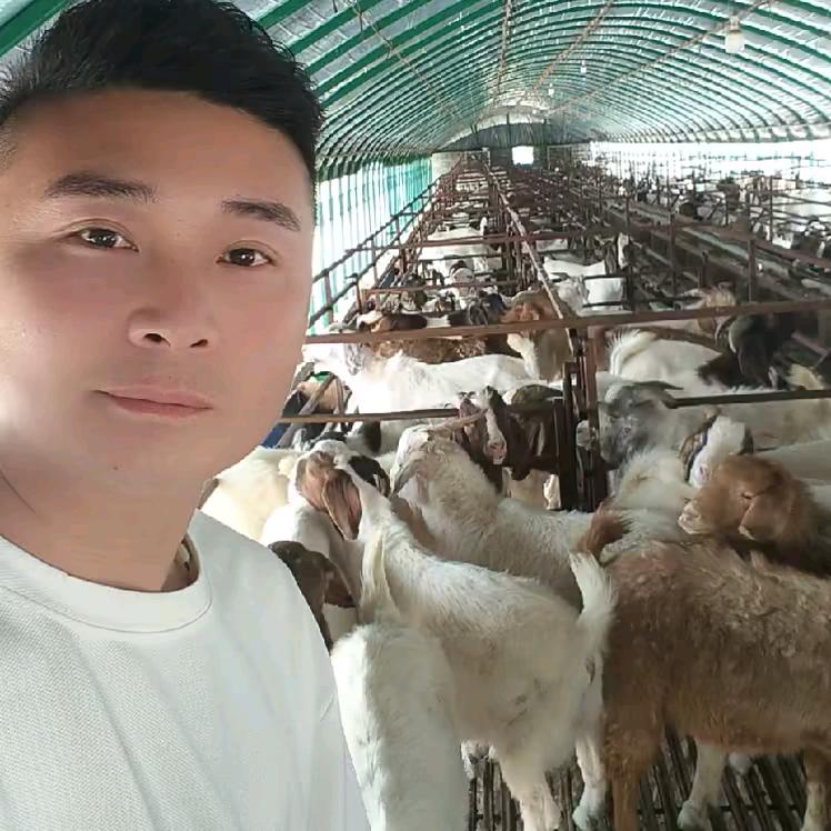 小吴  种羊养殖