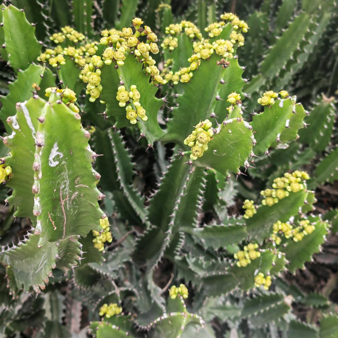 梧桐树🧘‍♀️