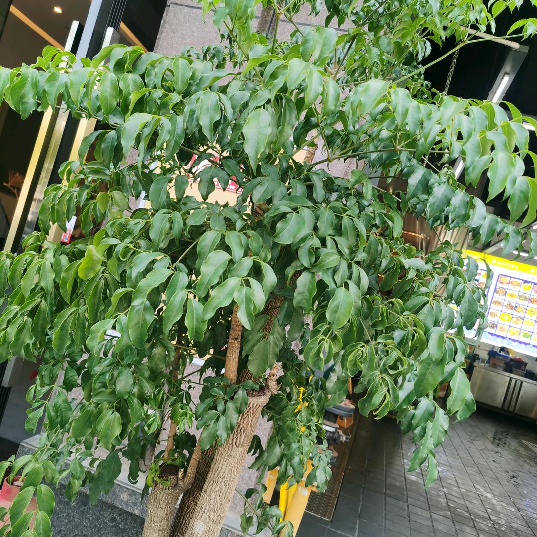 雨后彩虹