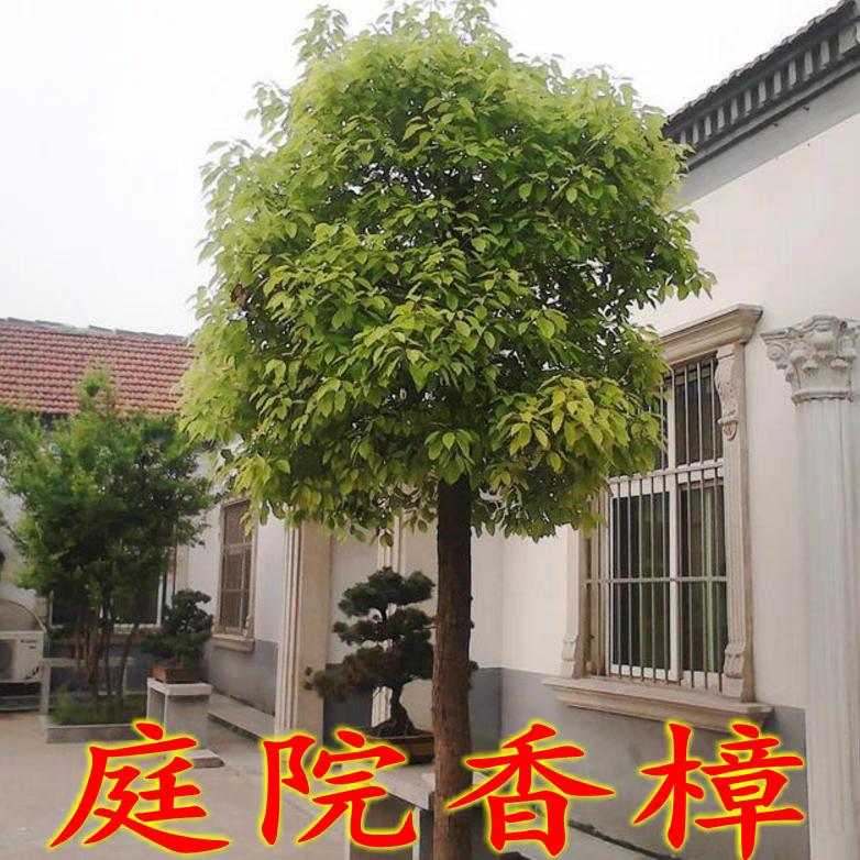 新蔡香樟园林
