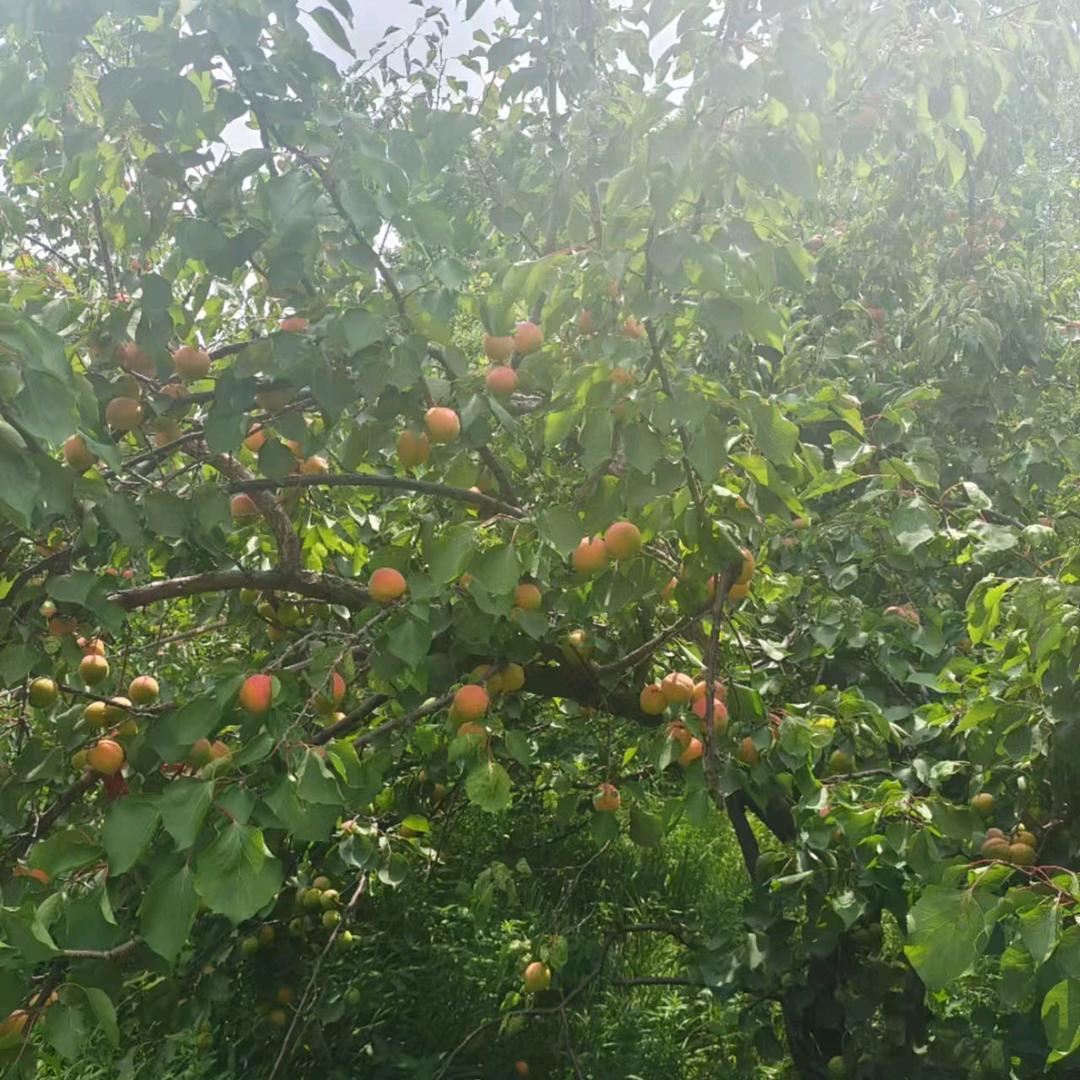 东北茗宇甄选坊