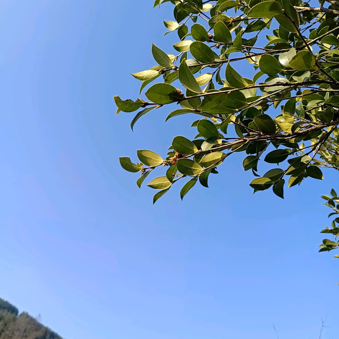 茜茜