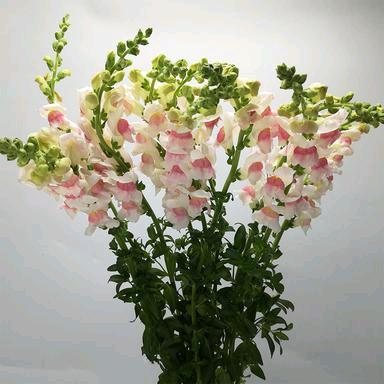 心中有你尊师巧婆婆