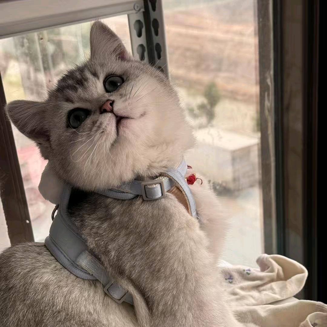 小豆子呀