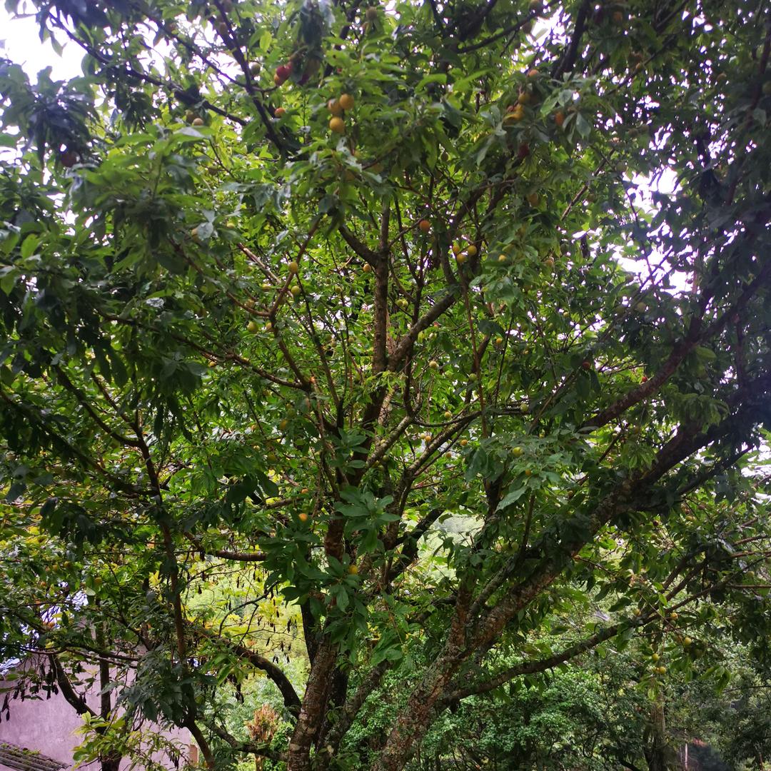 青，取之于蓝，而青于蓝？