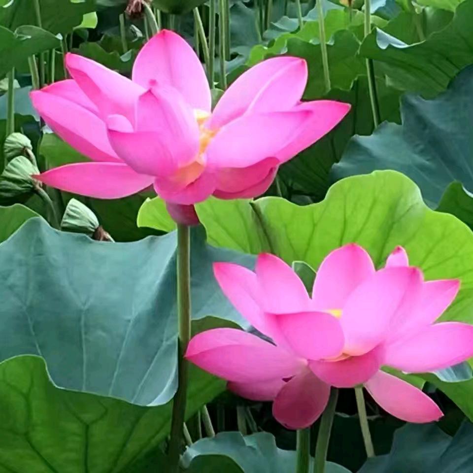 吹竹弹丝