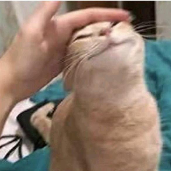 保底不歪真君