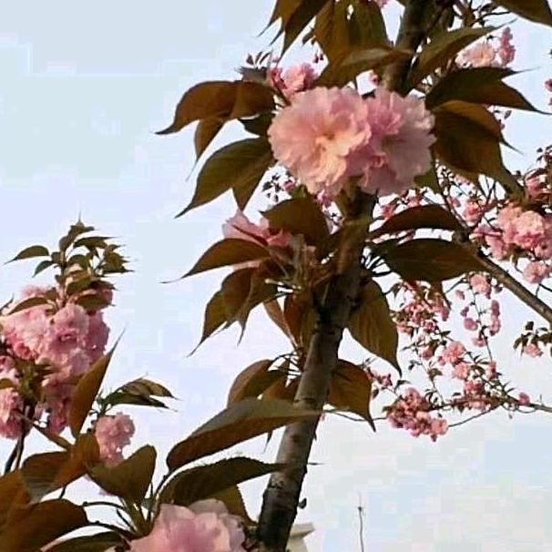 开心每一天。用户6722408911