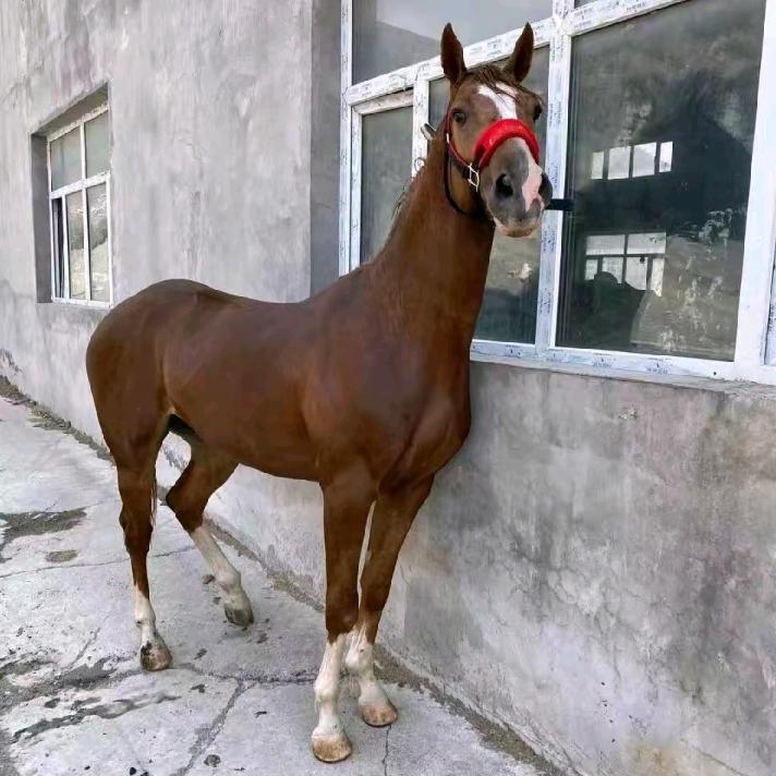 苏力堂别克