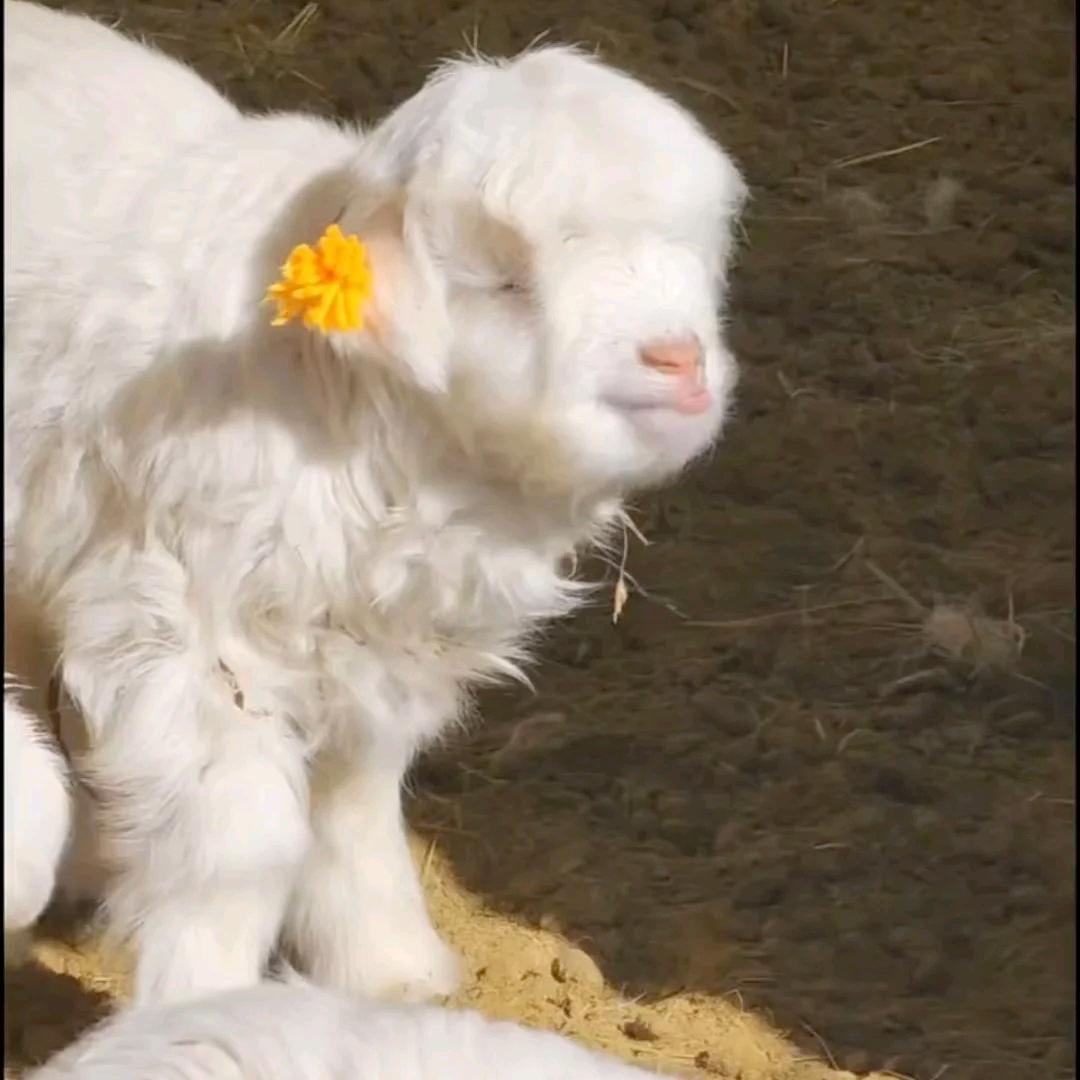 葡萄柚子鸡