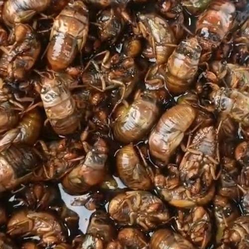 梨园大金蝉