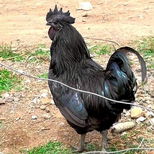 农村人在家养鸡